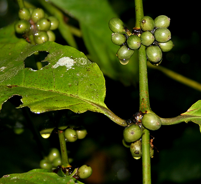 Cà phê Robusta Đà Lạt