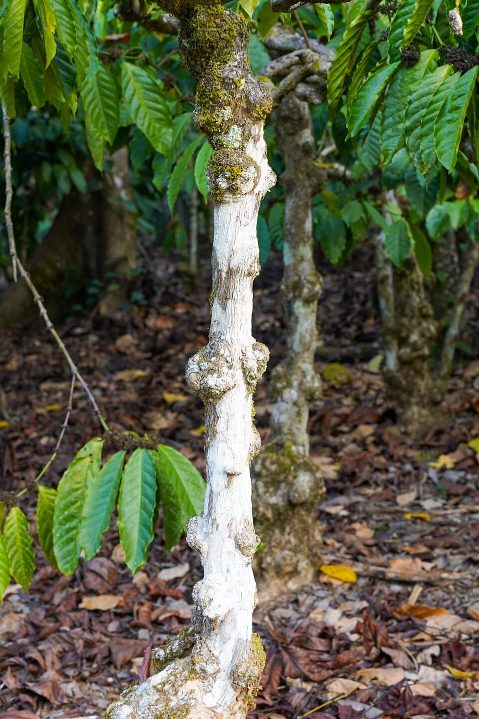 Cà phê Robusta Đà Lạt
