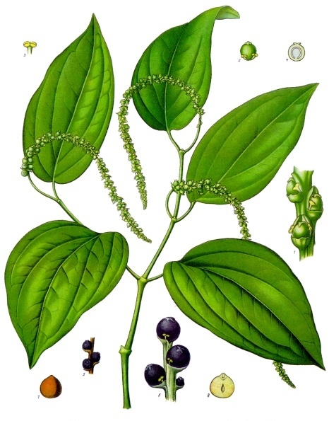 Tiêu Đen Phú Quốc