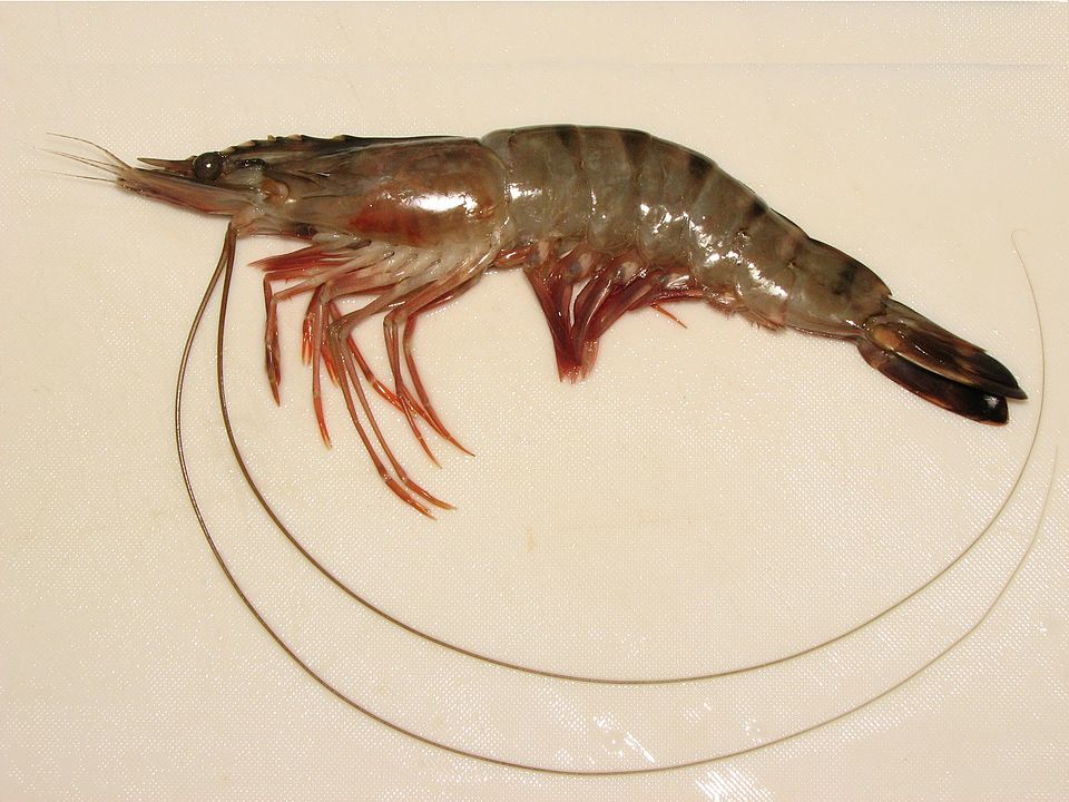 Tôm Sú Cà Mau Tươi
