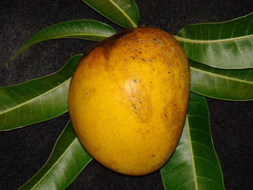 Xoài Cát Chu Long An