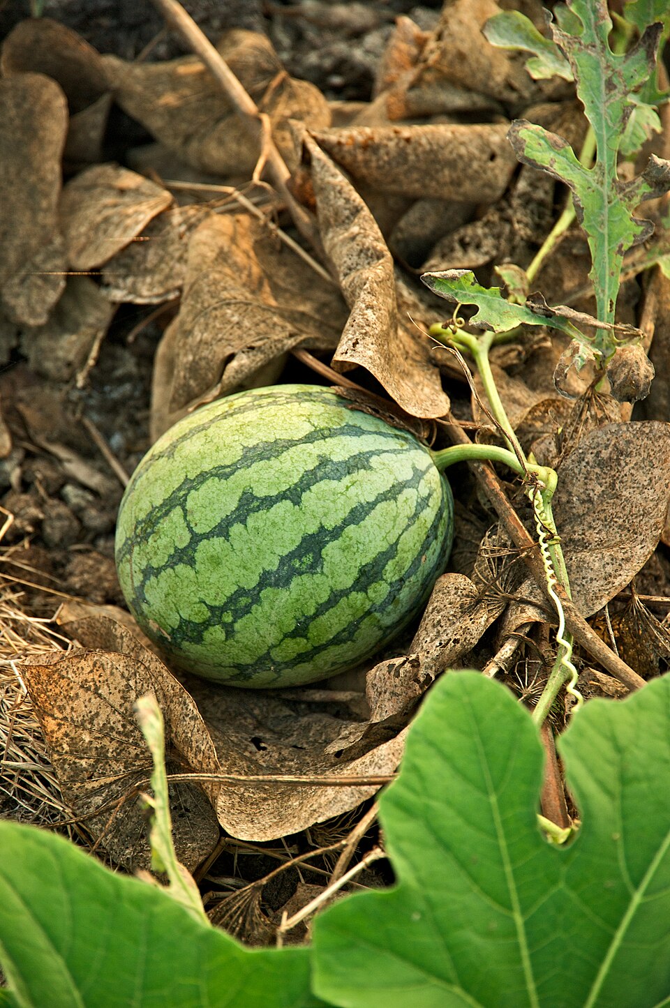 Dưa Hấu Cần Thơ
